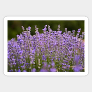 Lavender flowers closeup Sticker